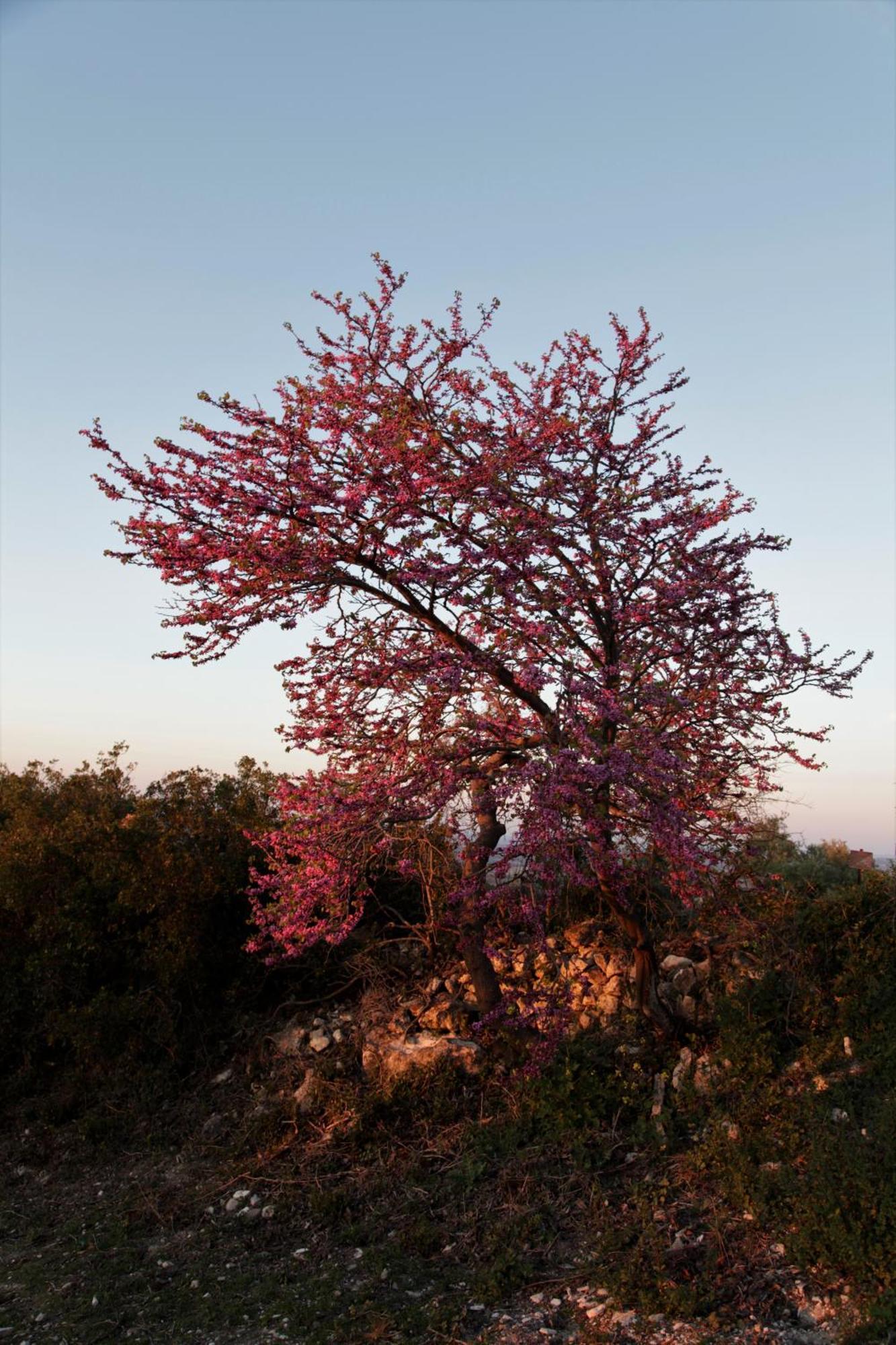 Vina Zarzarrosa אוסונה מראה חיצוני תמונה